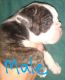 Olde English Bulldogge Puppies for sale in Confluence, PA 15424, USA. price: NA