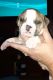 Olde English Bulldogge Puppies for sale in Surprise, AZ, USA. price: NA