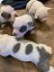 Olde English Bulldogge Puppies for sale in Shreveport, LA, USA. price: NA