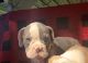 Olde English Bulldogge Puppies for sale in Breaux Bridge, LA 70517, USA. price: $3,500