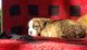 Olde English Bulldogge Puppies for sale in Breaux Bridge, LA 70517, USA. price: NA