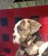 Olde English Bulldogge Puppies for sale in Breaux Bridge, LA 70517, USA. price: NA