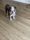 Olde English Bulldogge Puppies for sale in Eastampton Township, NJ 08060, USA. price: NA