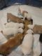 Olde English Bulldogge Puppies for sale in Darlington, SC 29532, USA. price: NA