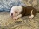 Olde English Bulldogge Puppies for sale in Ponca City, OK, USA. price: $1,500