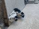 Olde English Bulldogge Puppies for sale in Colorado Springs, CO, USA. price: $1,500