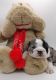 Olde English Bulldogge Puppies for sale in Seattle, WA, USA. price: $8,500