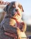 Olde English Bulldogge Puppies for sale in Denison, TX, USA. price: NA