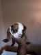 Olde English Bulldogge Puppies for sale in Columbus, OH, USA. price: NA
