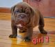 Olde English Bulldogge Puppies for sale in Rossville, GA 30741, USA. price: $2,200