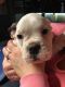 Olde English Bulldogge Puppies for sale in Pampa, TX 79065, USA. price: $1,800