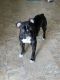 Olde English Bulldogge Puppies for sale in Novato, CA, USA. price: $700