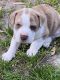 Olde English Bulldogge Puppies for sale in Raleigh, NC, USA. price: NA
