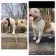 Olde English Bulldogge Puppies for sale in Mansfield Center, CT 06235, USA. price: NA