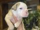Olde English Bulldogge Puppies for sale in Quinlan, TX 75474, USA. price: $2,500