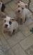 Olde English Bulldogge Puppies for sale in Topeka, KS, USA. price: NA