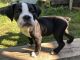 Olde English Bulldogge Puppies for sale in Randallstown, MD, USA. price: $1,000