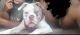 Olde English Bulldogge Puppies for sale in Towson, MD, USA. price: NA