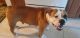 Olde English Bulldogge Puppies for sale in Kennewick, WA, USA. price: NA