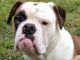 Olde English Bulldogge Puppies for sale in Knoxville, TN, USA. price: NA