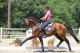 Oldenburg Horses for sale in West Chester, PA, USA. price: NA