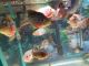 Oranda Fishes for sale in Parma, OH, USA. price: $2