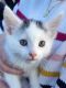 Oriental Bicolour Cats for sale in Boise, ID, USA. price: NA