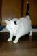 Oriental Bicolour Cats for sale in Gillette, WY, USA. price: NA