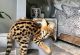 Oriental Longhair Cats