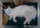 Oriental Longhair Cats for sale in Waterford Twp, MI, USA. price: NA