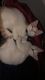Oriental Longhair Cats for sale in Black Diamond, WA 98010, USA. price: NA