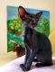 Oriental Shorthair Cats for sale in New York, NY, USA. price: NA