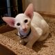Oriental Shorthair Cats for sale in El Mirage, AZ 85335, USA. price: NA