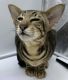 Oriental Shorthair Cats for sale in 217 Hockenbury Rd, Hillsborough Township, NJ 08844, USA. price: $1,000