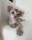 Oriental Shorthair Cats for sale in Orange Park, FL 32073, USA. price: $700