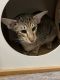 Oriental Shorthair Cats for sale in New York, NY, USA. price: $2,000