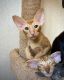 Oriental Shorthair Cats for sale in New York, NY, USA. price: NA