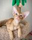 Oriental Shorthair Cats for sale in San Francisco, CA, USA. price: NA