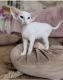 Oriental Shorthair Cats for sale in Florida's Turnpike, Florida, USA. price: $400
