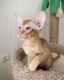 Oriental Shorthair Cats for sale in Beach Blvd, Huntington Beach, CA, USA. price: NA