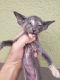 Oriental Shorthair Cats for sale in San Diego, CA, USA. price: NA