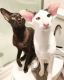 Oriental Shorthair Cats for sale in Colorado Springs, CO, USA. price: NA