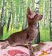 Oriental Shorthair Cats for sale in Atlanta, GA, USA. price: $300