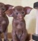 Oriental Shorthair Cats for sale in Charleston, West Virginia. price: $500