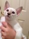 Oriental Shorthair Cats for sale in Augusta, GA, USA. price: NA