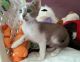 Oriental Shorthair Cats for sale in San Bernardino, CA, USA. price: NA