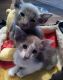Oriental Shorthair Cats for sale in Oklahoma City, OK, USA. price: NA