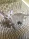 Oriental Shorthair Cats for sale in Los Angeles, CA, USA. price: $590