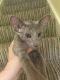 Oriental Shorthair Cats for sale in Sacramento, CA, USA. price: $431