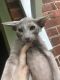 Oriental Shorthair Cats for sale in Fresno, CA, USA. price: $480